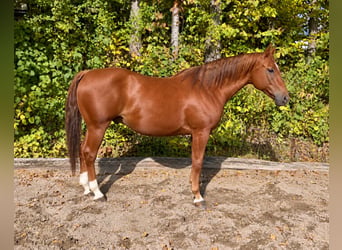 American Quarter Horse, Ruin, 7 Jaar, 158 cm, Vos
