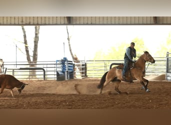 American Quarter Horse, Ruin, 7 Jaar, 160 cm, Buckskin