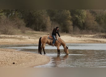 American Quarter Horse, Ruin, 7 Jaar, 160 cm, Buckskin
