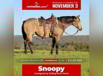 American Quarter Horse, Ruin, 7 Jaar, 160 cm, Buckskin