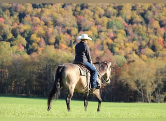 American Quarter Horse, Ruin, 7 Jaar, 160 cm, Buckskin