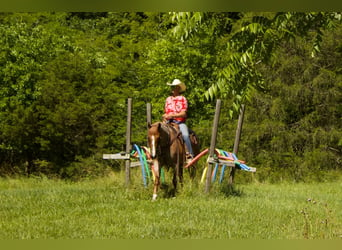 American Quarter Horse, Ruin, 7 Jaar, 160 cm, Roan-Red