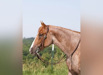 American Quarter Horse, Ruin, 7 Jaar, 160 cm, Roan-Red