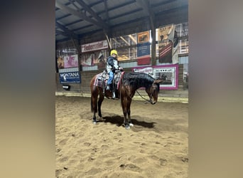 American Quarter Horse, Ruin, 7 Jaar, 160 cm, Roodbruin