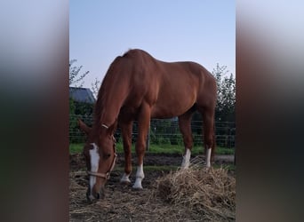 American Quarter Horse, Ruin, 7 Jaar, 160 cm, Roodvos