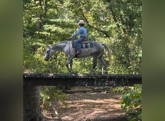 American Quarter Horse, Ruin, 7 Jaar, 160 cm, Schimmel