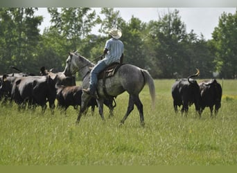 American Quarter Horse, Ruin, 7 Jaar, 160 cm, Schimmel