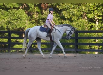 American Quarter Horse, Ruin, 7 Jaar, 160 cm, Schimmel