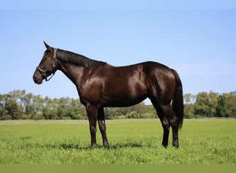American Quarter Horse, Ruin, 7 Jaar, 160 cm, Zwart