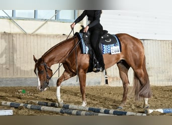 American Quarter Horse, Ruin, 7 Jaar, 162 cm, Vos