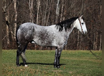 American Quarter Horse, Ruin, 7 Jaar, 163 cm, Appelschimmel