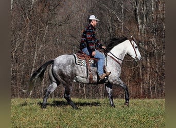 American Quarter Horse, Ruin, 7 Jaar, 163 cm, Appelschimmel