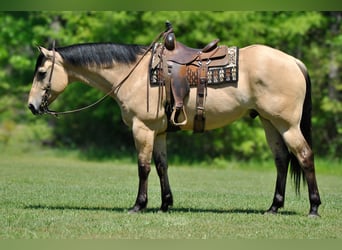 American Quarter Horse, Ruin, 7 Jaar, 163 cm, Buckskin