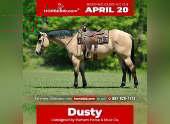 American Quarter Horse, Ruin, 7 Jaar, 163 cm, Buckskin