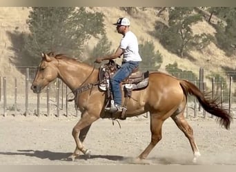 American Quarter Horse, Ruin, 7 Jaar, 163 cm, Falbe