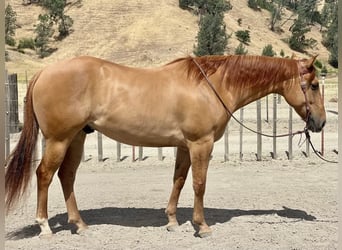 American Quarter Horse, Ruin, 7 Jaar, 163 cm, Falbe