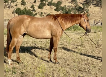 American Quarter Horse, Ruin, 7 Jaar, 163 cm, Falbe