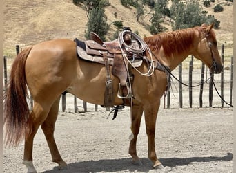 American Quarter Horse, Ruin, 7 Jaar, 163 cm, Falbe