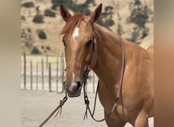 American Quarter Horse, Ruin, 7 Jaar, 163 cm, Falbe