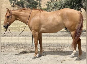 American Quarter Horse, Ruin, 7 Jaar, 163 cm, Falbe