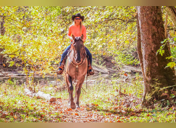 American Quarter Horse, Wallach, 7 Jahre, 163 cm, Grullo