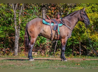 American Quarter Horse, Wallach, 7 Jahre, 163 cm, Grullo