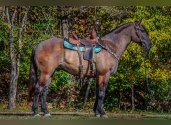 American Quarter Horse, Wallach, 7 Jahre, 163 cm, Grullo