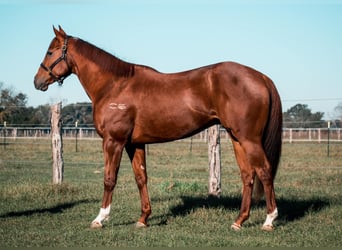 American Quarter Horse, Ruin, 7 Jaar, 163 cm