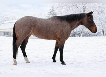 American Quarter Horse, Ruin, 7 Jaar, 163 cm, Roan-Bay