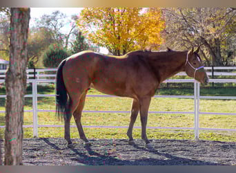 American Quarter Horse, Ruin, 7 Jaar, 163 cm, Roodbruin