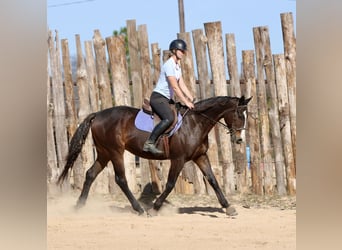 American Quarter Horse Mix, Ruin, 7 Jaar, 163 cm, Roodbruin