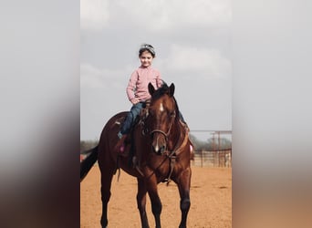 American Quarter Horse Mix, Ruin, 7 Jaar, 163 cm, Roodvos