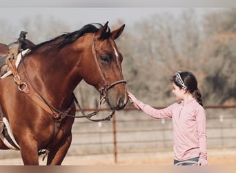 American Quarter Horse Mix, Ruin, 7 Jaar, 163 cm, Roodvos