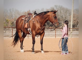 American Quarter Horse Mix, Ruin, 7 Jaar, 163 cm, Roodvos