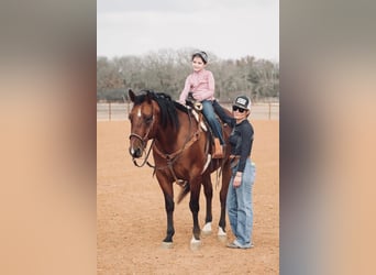 American Quarter Horse Mix, Ruin, 7 Jaar, 163 cm, Roodvos