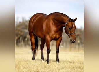 American Quarter Horse Mix, Ruin, 7 Jaar, 163 cm, Roodvos