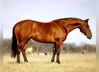 American Quarter Horse Mix, Ruin, 7 Jaar, 163 cm, Roodvos