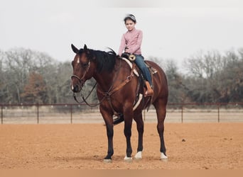 American Quarter Horse Mix, Ruin, 7 Jaar, 163 cm, Roodvos