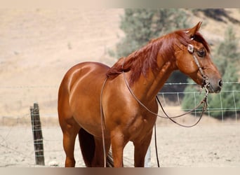 American Quarter Horse, Ruin, 7 Jaar, 163 cm, Roodvos