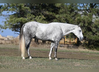 American Quarter Horse, Ruin, 7 Jaar, 163 cm, Schimmel