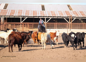 American Quarter Horse, Ruin, 7 Jaar, 163 cm, Zwart