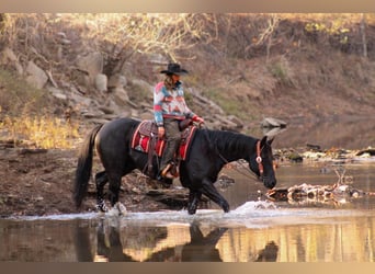 American Quarter Horse, Ruin, 7 Jaar, 163 cm, Zwart