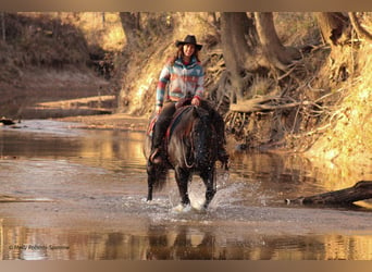 American Quarter Horse, Ruin, 7 Jaar, 163 cm, Zwart