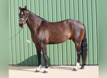 American Quarter Horse, Ruin, 7 Jaar, 167 cm, Bruin