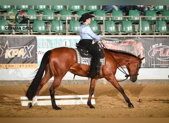 American Quarter Horse, Ruin, 7 Jaar, 170 cm, Bruin