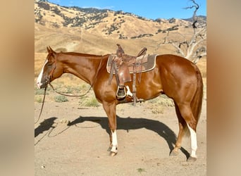 American Quarter Horse, Ruin, 7 Jaar, 170 cm, Overo-alle-kleuren