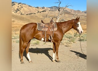 American Quarter Horse, Ruin, 7 Jaar, 170 cm, Overo-alle-kleuren