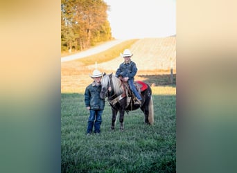 American Quarter Horse, Ruin, 7 Jaar, 94 cm, Bruin