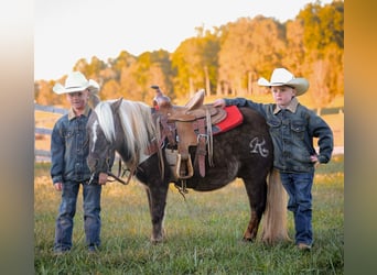 American Quarter Horse, Ruin, 7 Jaar, 94 cm, Bruin