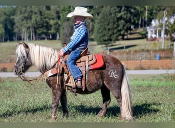 American Quarter Horse, Ruin, 7 Jaar, 94 cm, Bruin